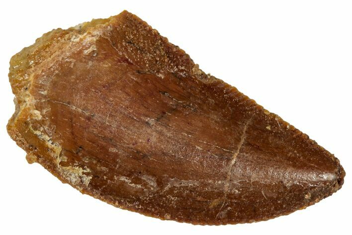 Serrated, Raptor Tooth - Real Dinosaur Tooth #285215